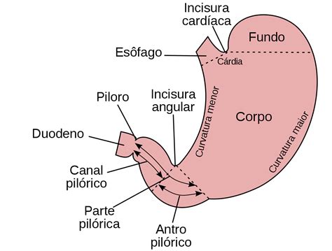 Estômago – Wikipédia, a enciclopédia livre