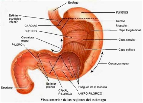 Estómago   Sistema digestivo