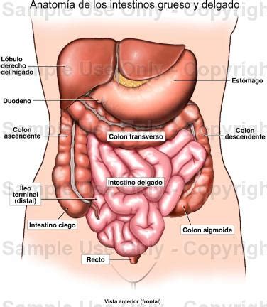 Estómago vs Intestinos: síntomas que los diferencian ...