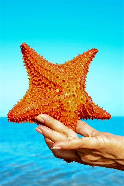 Estrella de Mar en Boquerón | Boriken 365
