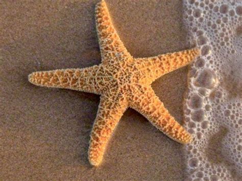 Estrella de mar | Fotos, características, reproducción y ...