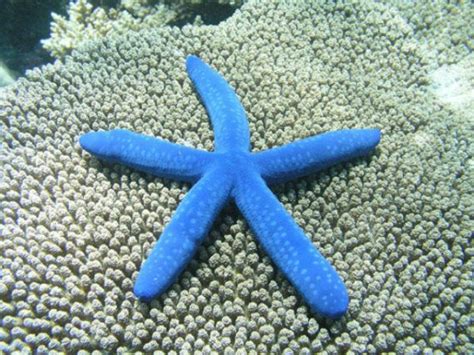 Estrella de mar | Fotos, características, reproducción y ...