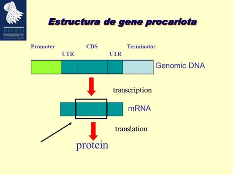 Estructura de gene procariota   ppt download