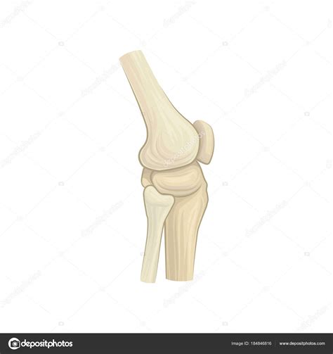 Estructura de la articulación de la rodilla sana de la ...