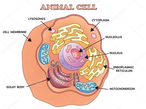 estructura de la célula animal — Fotos de Stock ...