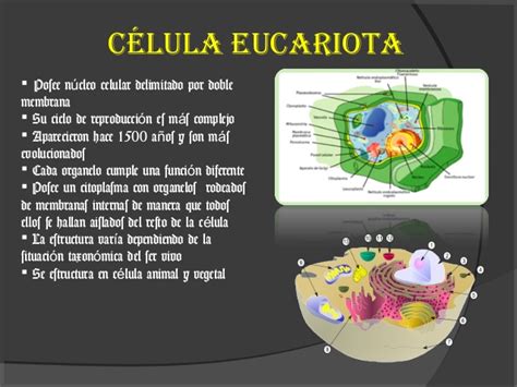 Estructura de la célula eucariota final