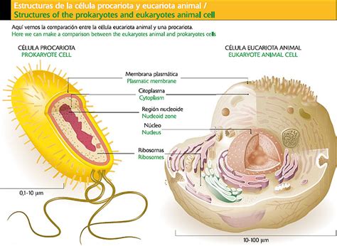 Estructura de la célula procariota y eucariota animal Icarito