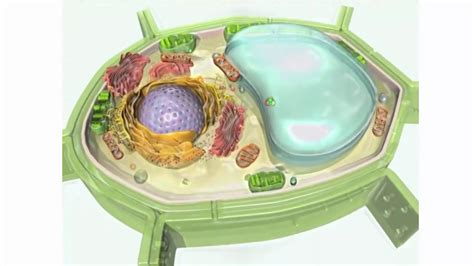 Estructura de la célula vegetal YouTube
