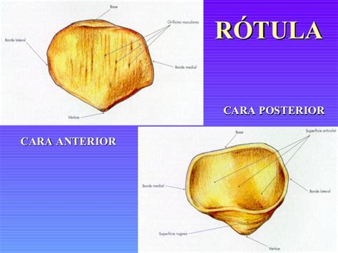 Estructura De La Rodilla Related Keywords   Estructura De ...