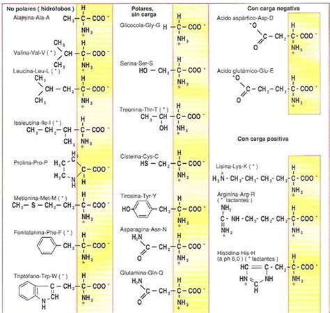 Estructura de macromoléculas: las proteínas   Monografias.com
