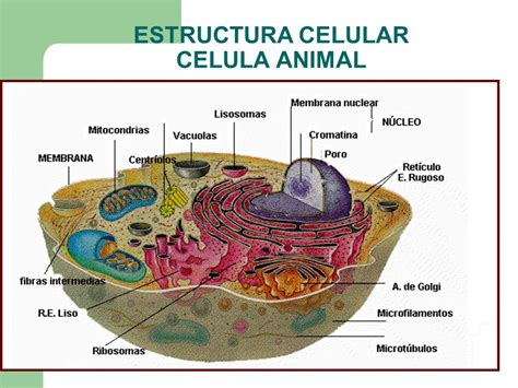estructura de una celula 84 estructura de la clula 10 ...