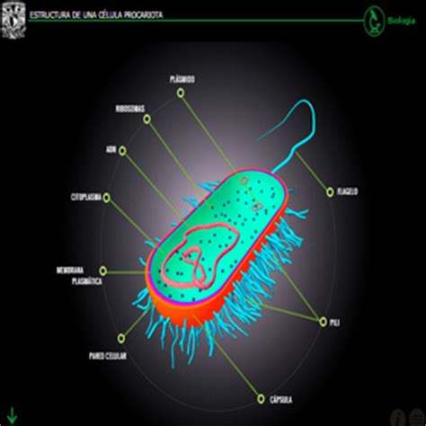 Estructura de una célula procariota