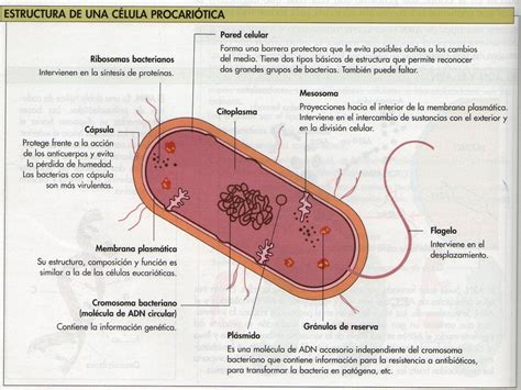 Estructura de una Celula Procariotas