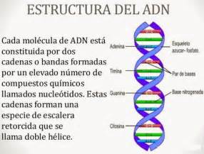 Estructura del ADN   Solo Ciencia