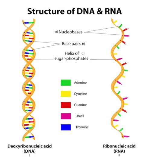 Estructura del ADN y ARN | Cuerpo Humano | Pinterest | Adn ...