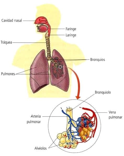 Estructura del sistema respiratorio