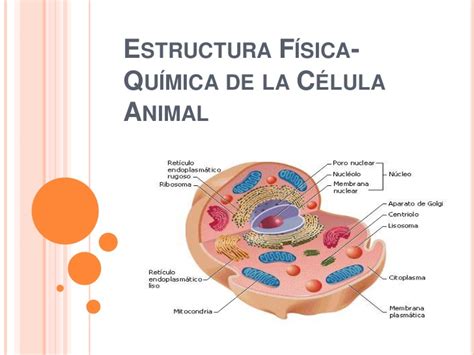 Estructura física química de la célula animal