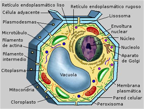 Estructura general de las células