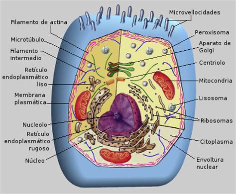 Estructura general de las células