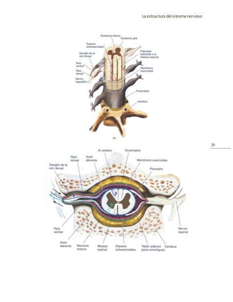 Estructura sistema nervioso