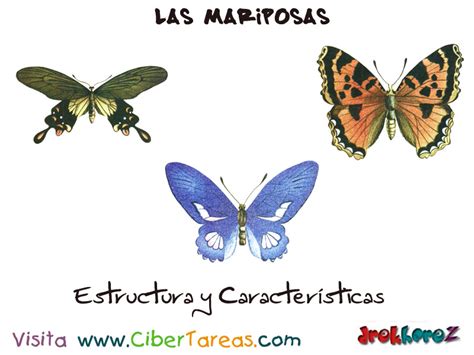 Estructura y Características – Las Mariposas | CiberTareas