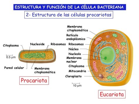 Estructura y Funcion de la Celula Bacteriana