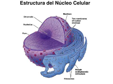 Estructura y funcion de la célula