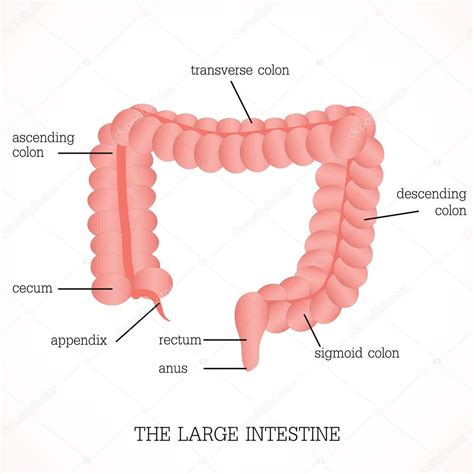 Estructura y función del intestino grueso sistema de ...