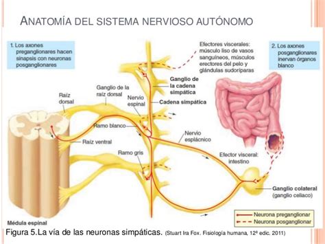 Estructura y función del sistema nervioso periférico