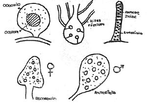 Estructuras de reproducción de los hongos   División Fungi ...