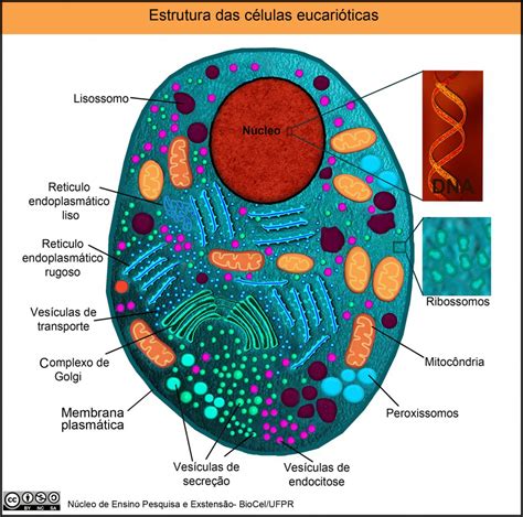 Estrutura das células | Nuepe UFPR