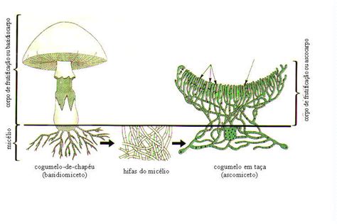 Estrutura dos Fungos ~ Biólogo Esperto