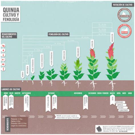 Esturirafi   Blog ecológico: ¿Es sostenible la quinoa?