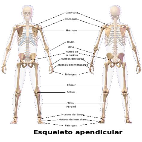 Etc & Tal: Sistema esqueleticos