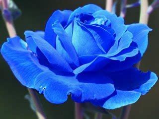 ETERNAMENTE AMO FLORES: Rosas azuis três