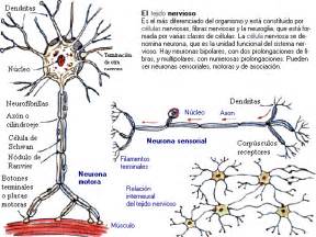 Eticabiologica   Sistema Nervioso