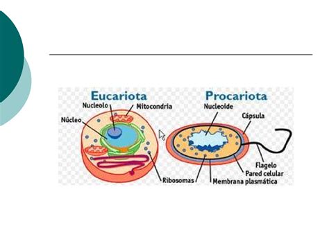 Eucariota y Procariota