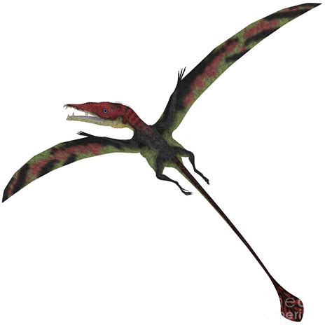 Eudimorphodon Pictures & Facts   The Dinosaur Database