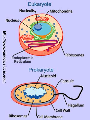 Eukaryotes VS Prokaryotes, Cell Structure and Differences ...