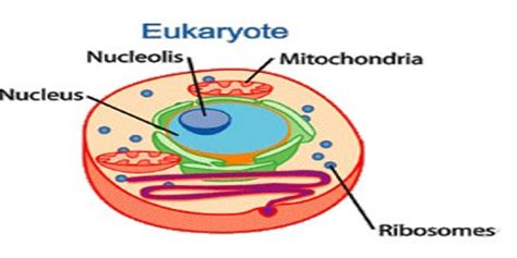 Eukaryotes | www.pixshark.com   Images Galleries With A Bite!