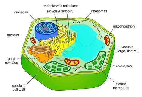 Eukaryotes | www.pixshark.com   Images Galleries With A Bite!