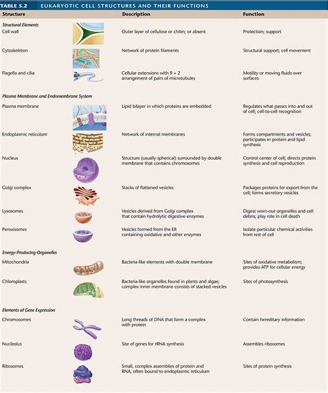 Eukaryotic Cell Parts And Functions