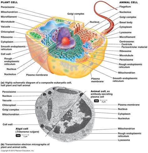 Eukaryotic cells, and their origin