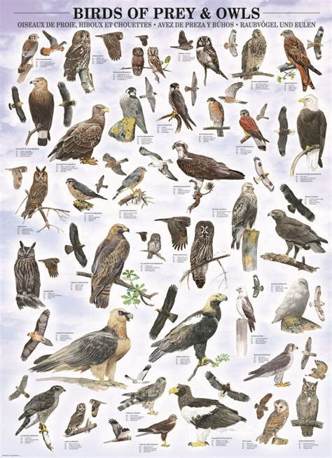 EuroGraphics Birds of Prey and Owls 1000 Piece Puzzle ...