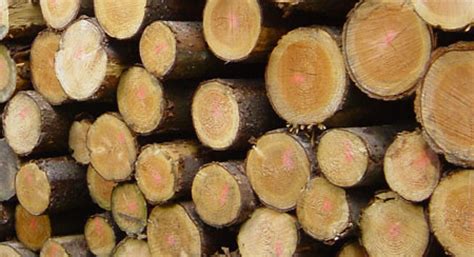 Europa busca trazar el origen de la madera   Madera