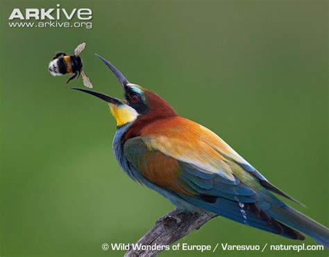 European bee eater videos, photos and facts   Merops ...