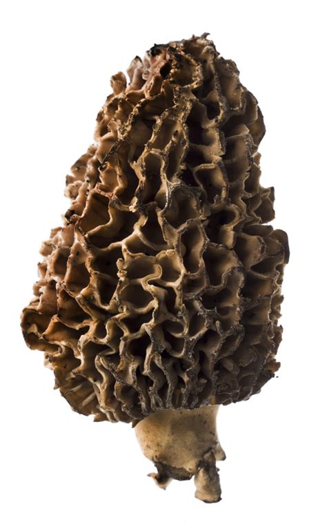 Every Type Of Mushroom You Need To Know About | HuffPost