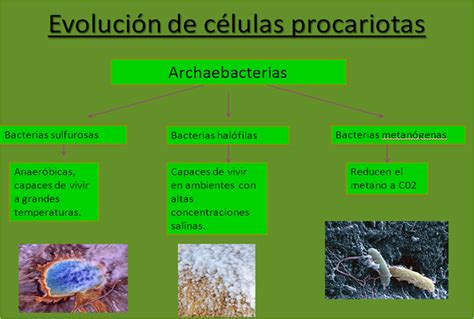 Evolución de las células primitivas Procariotas – Biologuitas
