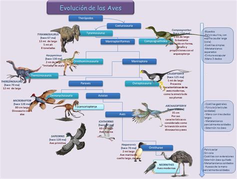 Evolución de los Vertebrados: Evolucion de las aves