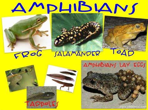 Examples Of Amphibians